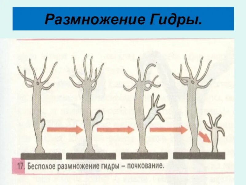 Пресноводная гидра размножается