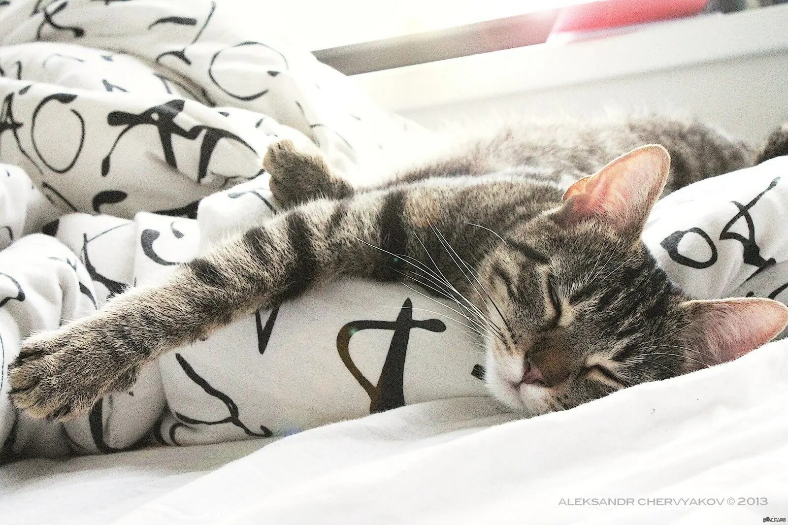 Доброе утречко котик. Котик утро. доброе утро котик. котенок проснулся. сонное утро.