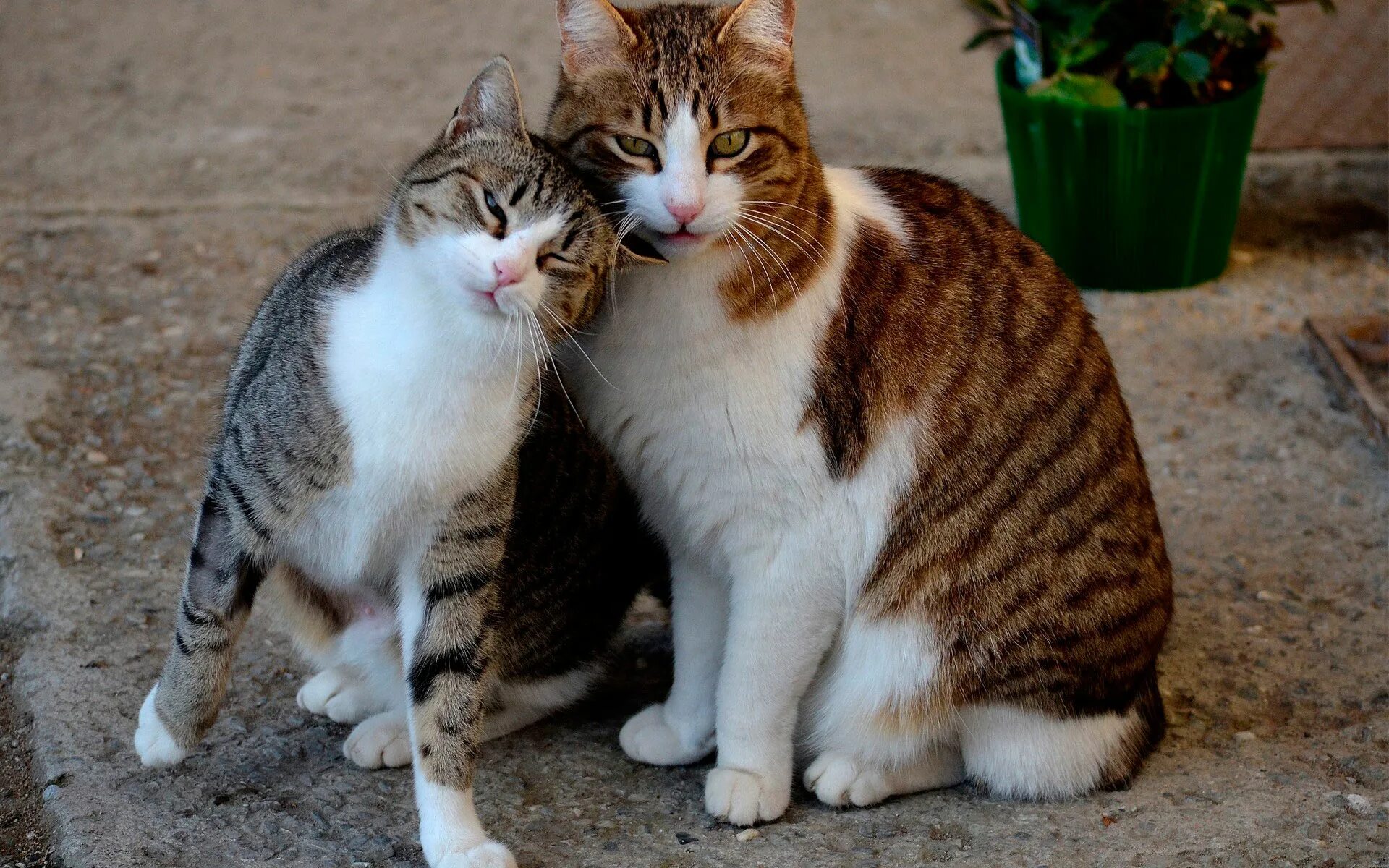 Кошачий кот. Кошачий кот