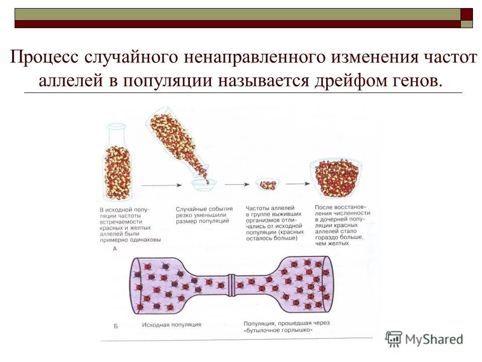 Дрейф генов картинки. Дрейф генов. Случайное изменение частот генов в небольшой популяции называют. Дрейф генов. Генетико-автоматические процессы в популяции.