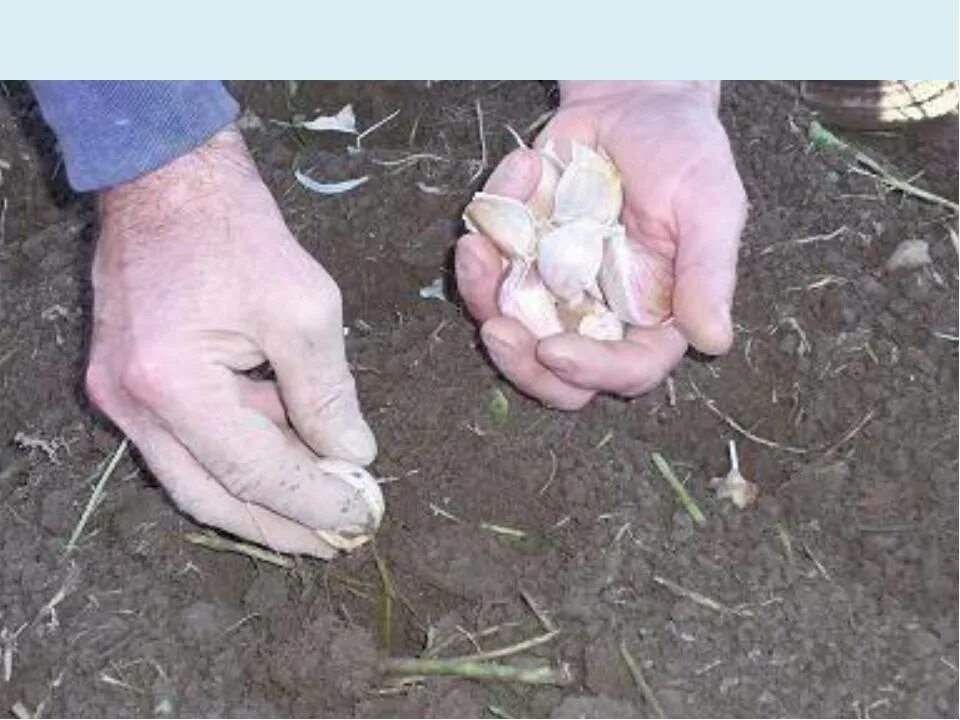 Коли і як садити часник на зиму: покрокова інструкція Planting garlic, Growing g