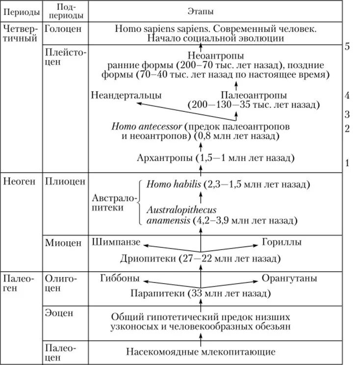 Период исходного. Этапы происхождения человека схема. Схема этапы развития эволюции человека\. Этапы антропогенеза схема. Стадии эволюции человека таблица дриопитек.