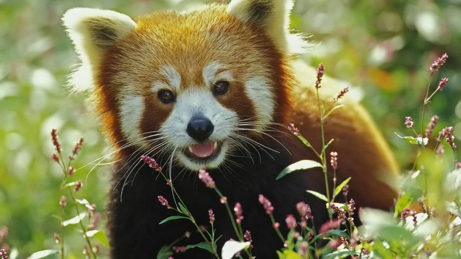 Малая Панда (Ailurus Fulgens. Красивые животные. Природа России животные. Животные на э.