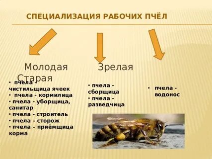 Роль рабочих пчел