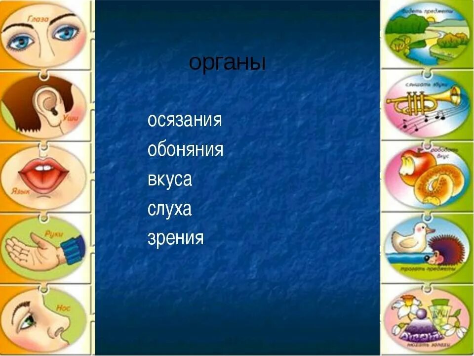 Органы чувств. Органы чувств для дошкольников. Зрение слух обоняние осязание. Органы чувств человека осязание обоняние.