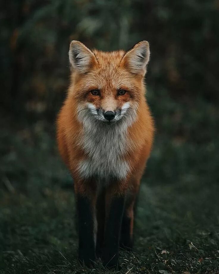 В каком fox