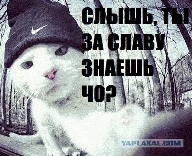 Искала славу