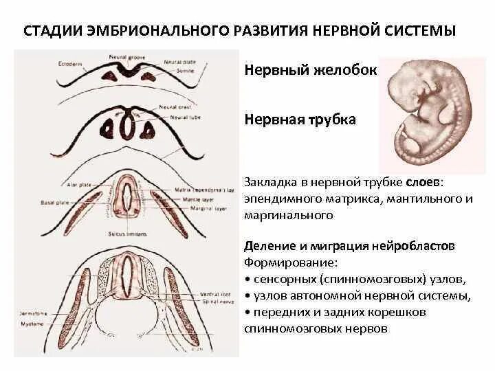 Эмбриональные стадии развития нервной системы. Развитие нервной системы из эктодермального зародышевого листка. Схема формирования первичной нервной трубки. Стадии формирования нервной трубки.