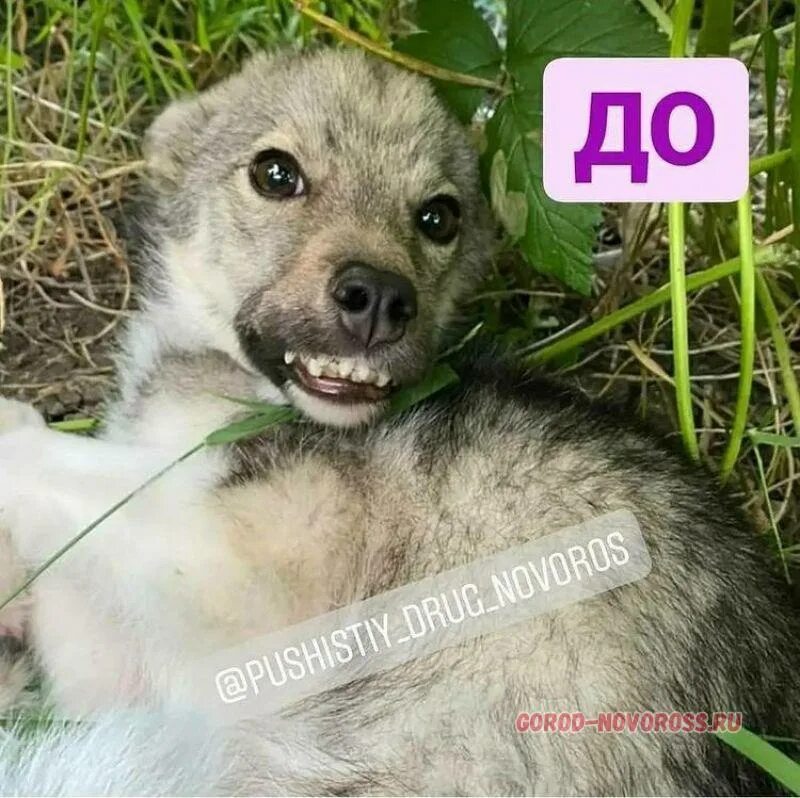 Если предположить что волчонок с месячного возраста. Волчонок 7 месяцев. волчонок 5 месяцев. волчонок 7. волчонок в коробке.