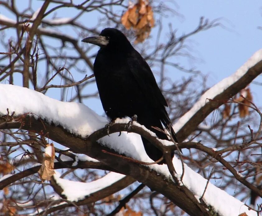 Ворона зимующая. Зимующие птицы ворона. Зимняя ворона. Вороны зимой. Жила ворона в заколоченном на зиму
