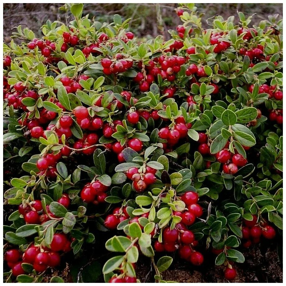 Брусника - Боровка (лат. Vaccinium vitis-idaea) семена 15шт - купить в интернет-