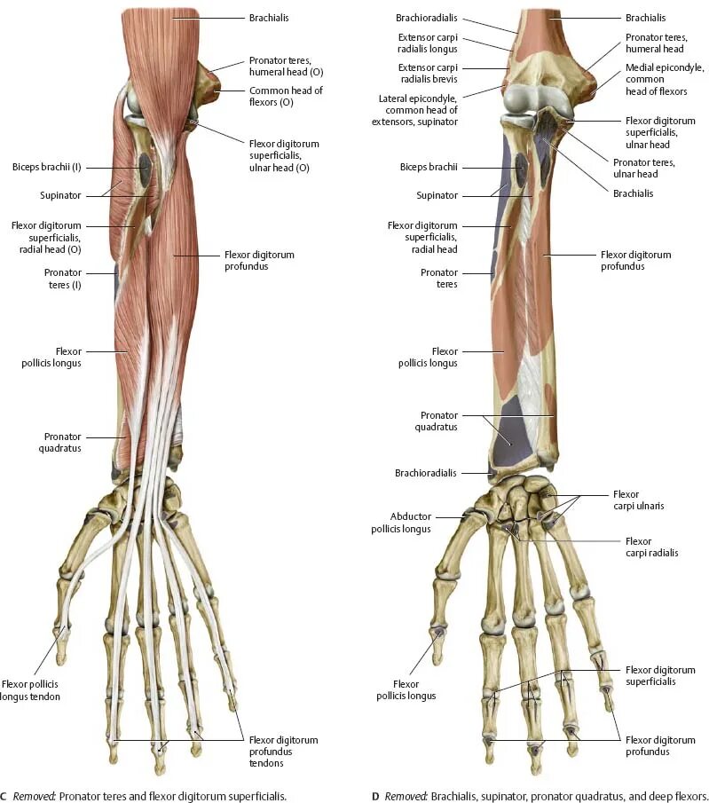 Стороны предплечья. Flexor digitorum Profundus мышца. Flexor digitorum superficialis мышца. Строение предплечья анатомия мышцы. Мышцы предплечья и кости анатомия.