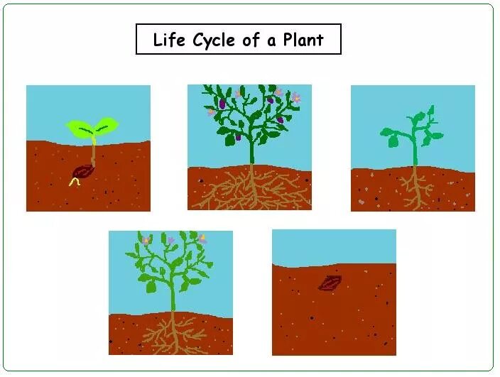 Plant Lifecycle. Plants Live Cycle. Plant Life Cycle Worksheets Tomato. Plant cycle