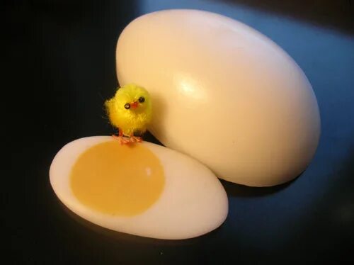 Жить без яиц. Яйцо жизни. Живое яйцо. Света и яйца. Живое яйцо игрушка.