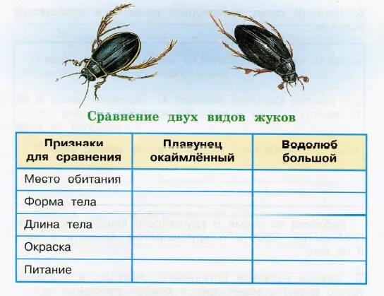 Какие среды освоили жуки. Форма тела жука плавунца окаймленного. Сравнение жука плавунца и жука водолюба. Обитания жука плавунец окаймлённый. Питание Жуков плавунец окаймленный.