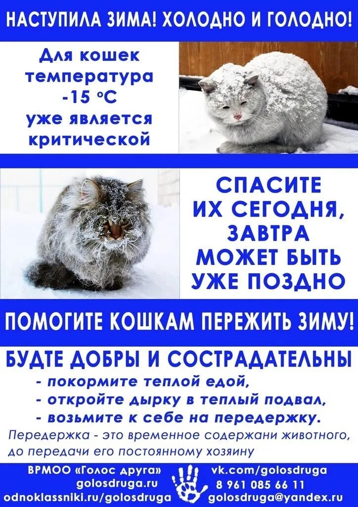 При какой температуре мерзнут собаки