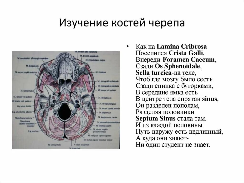 Кости основания черепа анатомия. Основание черепа анатомия Синельников. Внутреннее основание черепа анатомия атлас. Анатомия костей основания черепа. В полости черепа расположен