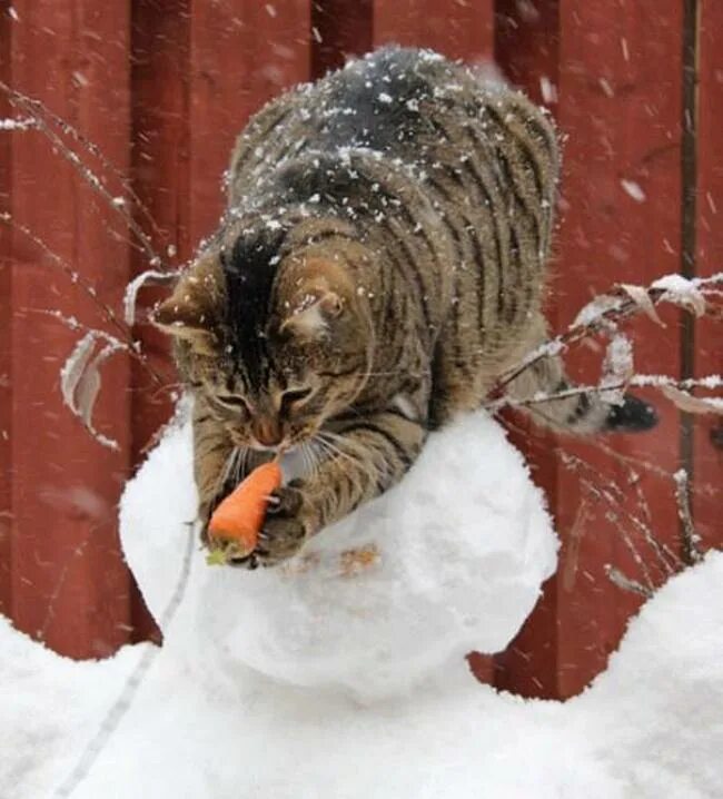 Кошки зимой. Приколы зимой. Забавные коты зимой. Кот в снегу. Снег смешная картинка