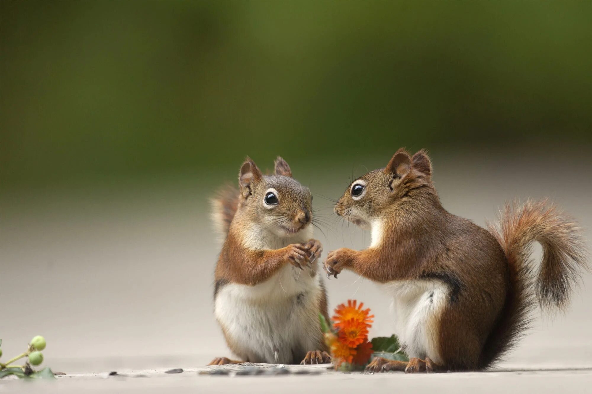 белка аллена. две белки. белка. любимой белочке. брёлка.