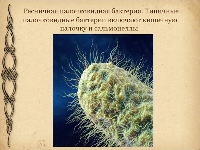 Палочкообразные бактерии. Палочкообразные бактерии. Палочкообразные бактерии. Палочковидные кишечная палочка. Палочкообразные бактерии.