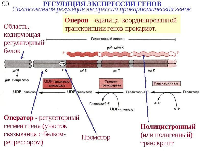 Экспрессия прокариот