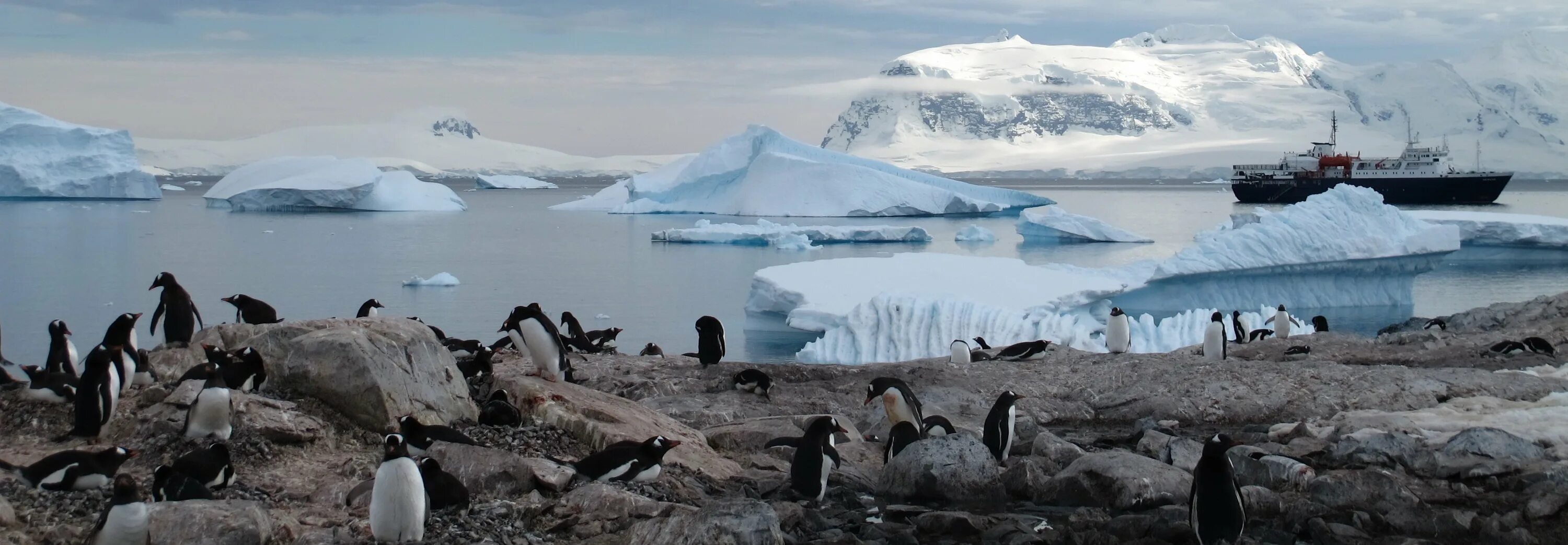 Арктические пустыни изменение природы человеком. Аэродром Новолазаревская Антарктида. Западная Антарктида полуостров. Остров Сеймур Антарктида. Зона арктических пустынь в Антарктиде.