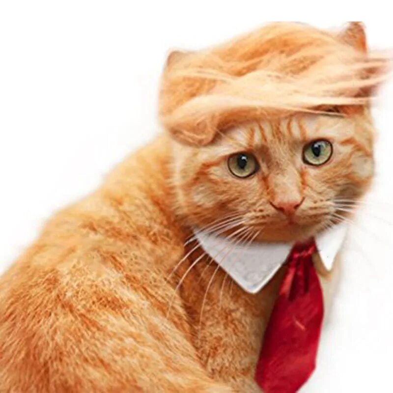 Cat styled