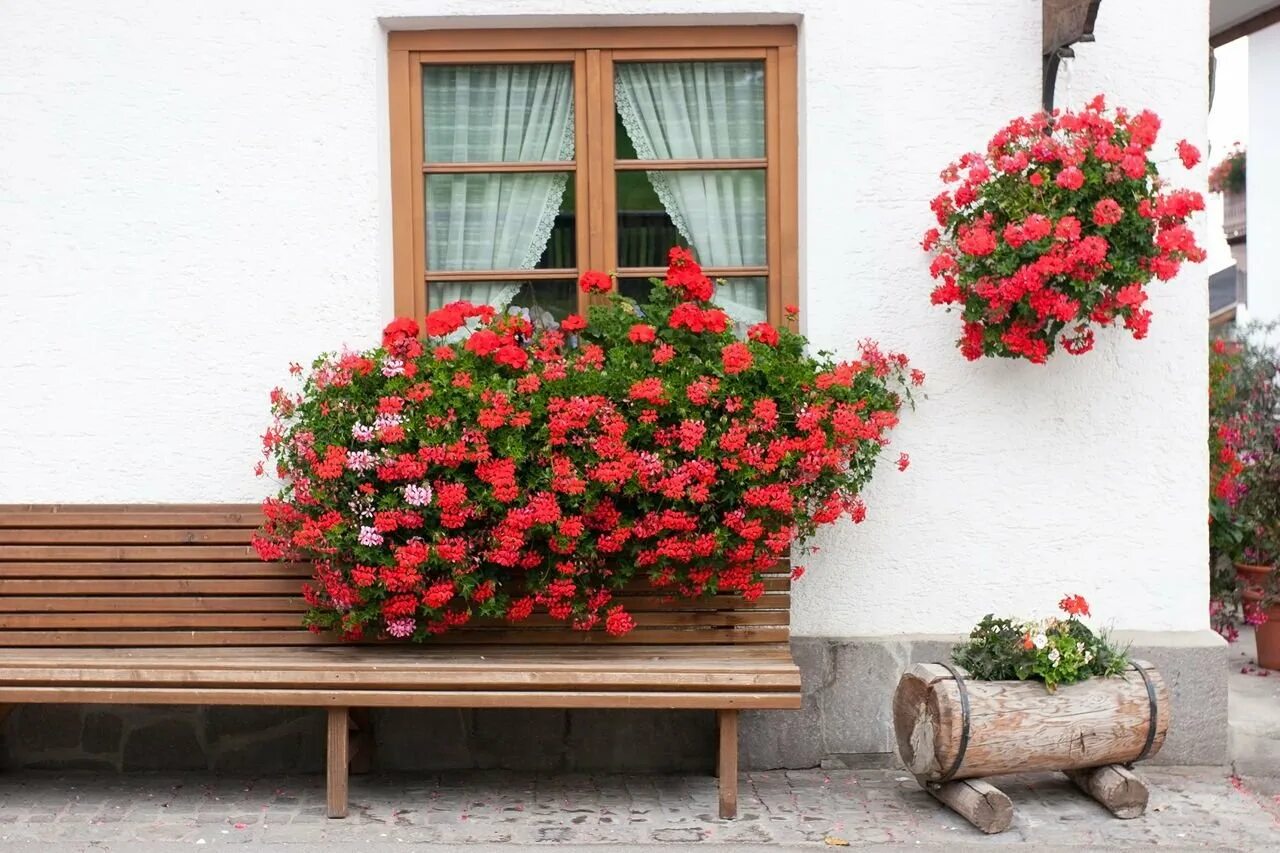 Герань в спальне. Пеларгония ампельная balkon. Пеларгония плющелистная балкон ред. Пеларгония ампельная в саду. Пеларгония плющелистная в кашпо.