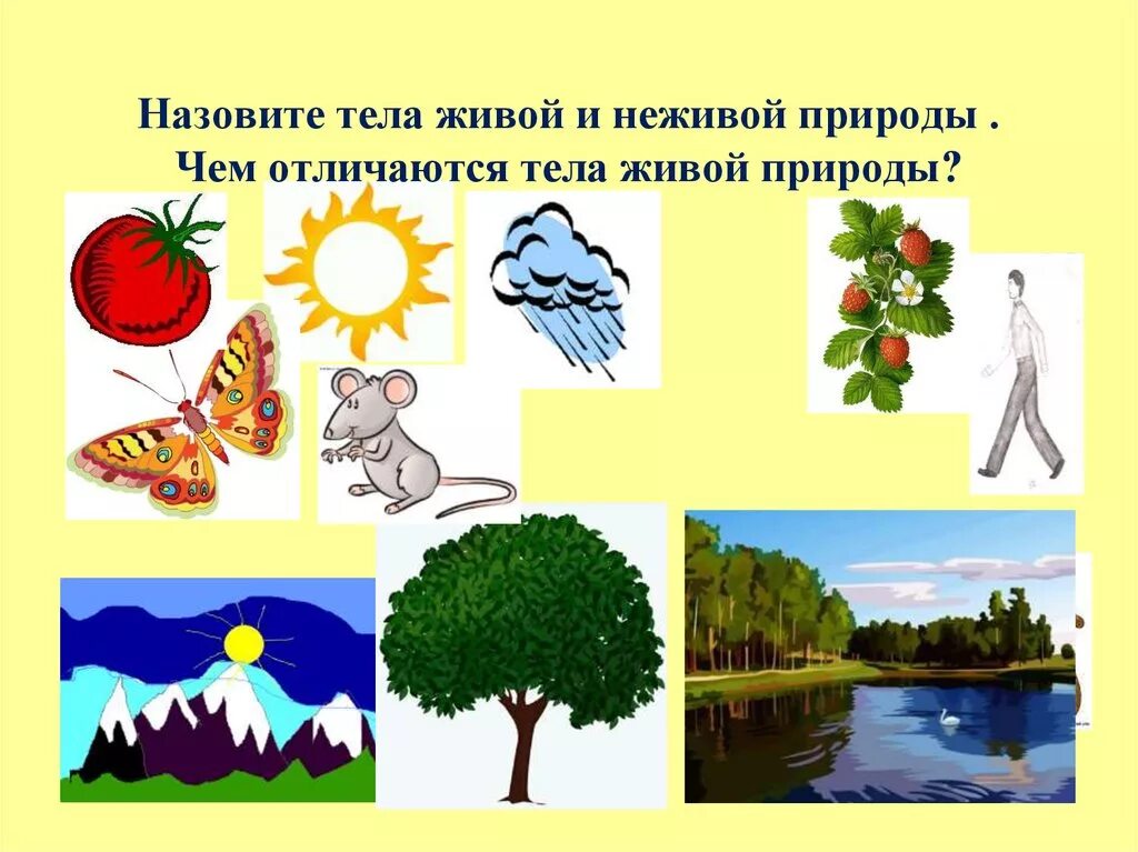 Рисунок живой неживой природы. Живая и неживая природа. Живая и неживая природа для дошкольников. Природа для дошкольников. Живая неживая природа для детей дошкольного возраста.