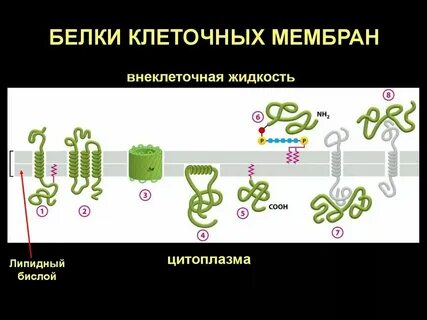 Белок содержится в клетках