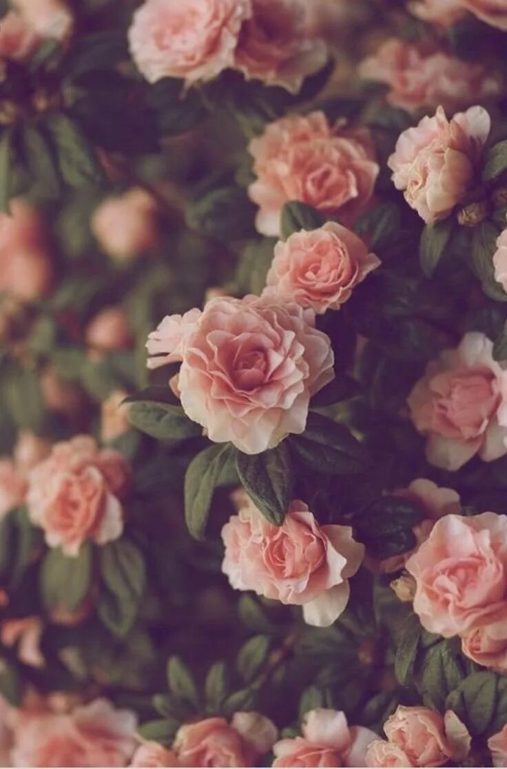 Цветы на телефон айфон. Обои на телефон цветы. Розовые цветы. Ретро цветы. Красивые мелкие цветы.