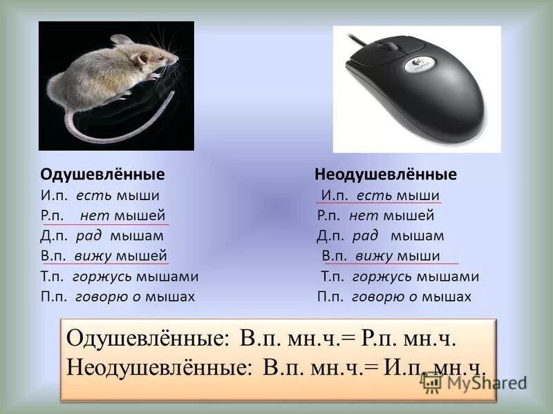 Мышь имя существительное. Мышь имя существительное