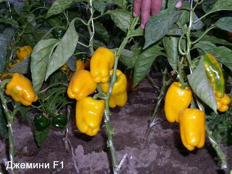 перец джемини f1