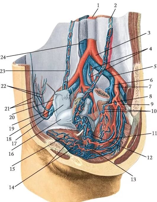 Подвздошная Вена анатомия. Подвздошная Вена малого таза. Наружная подвздошная Вена анатомия. Кровообращение малого таза у женщин