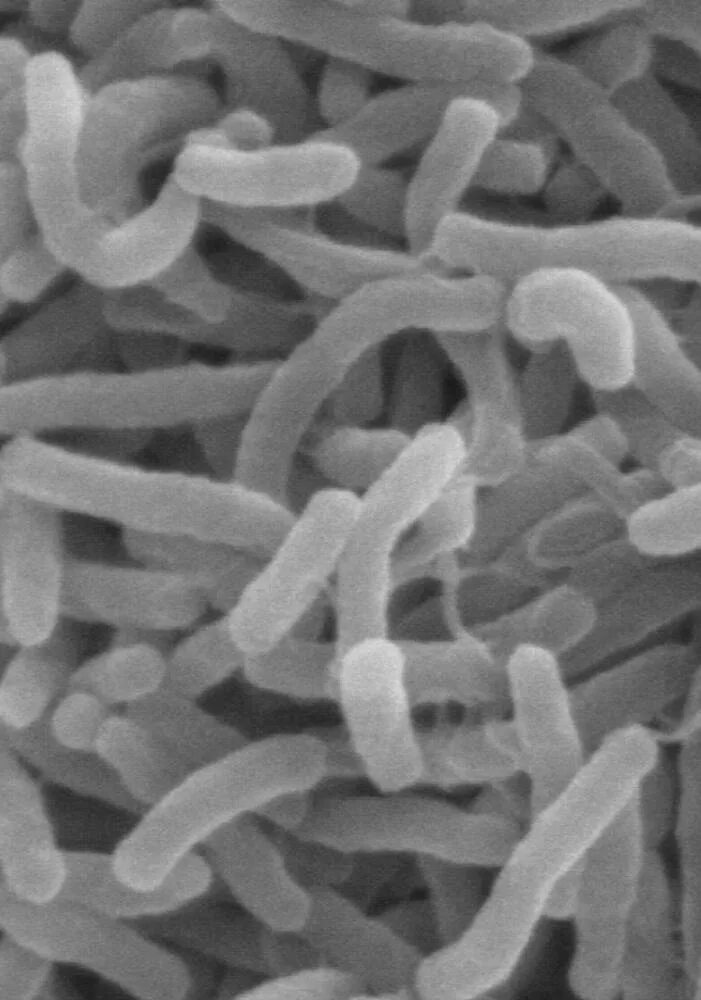 Организм трутовик окаймленный холерный вибрион. Палочки Bacillus mesentericus. Колонии Bacillus amyloliquefaciens. Bacillus amyloliquefaciens под микроскопом. Бактерии Bacillus amyloliquefaciens.