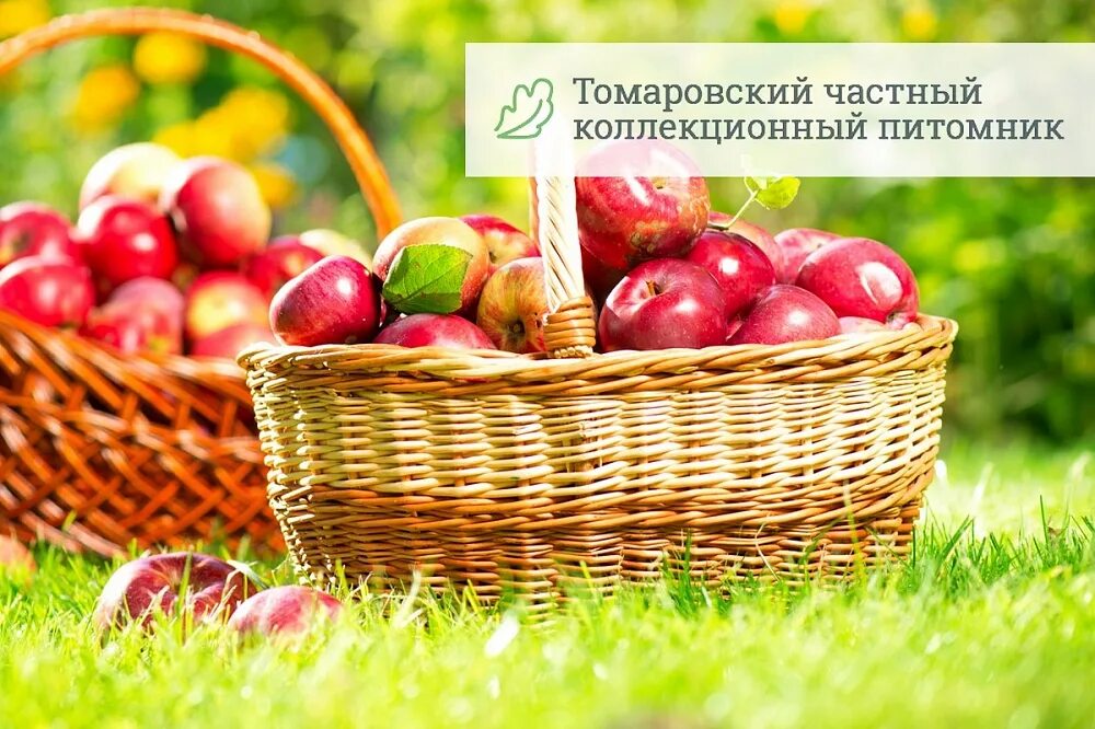 Томаровский питомник каталог. Томаровский питомник. Томаровский питомник саженцев. Питомник растений Белгород. Томаровский питомник растений Белгородская область.