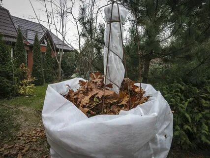 Как утеплить молодую яблоню на зиму
