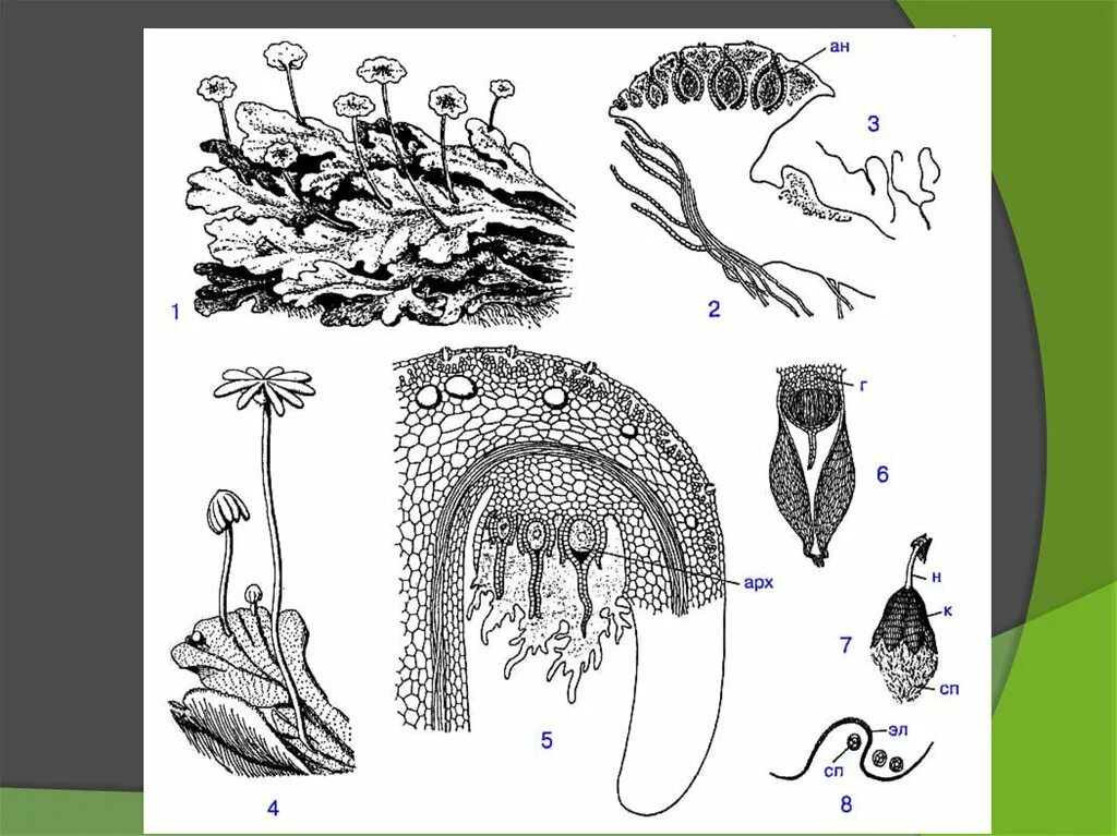 Спермий мха. Строение таллома маршанции. Маршанция многообразная строение. Архегоний маршанции. Поперечный срез таллома маршанции.