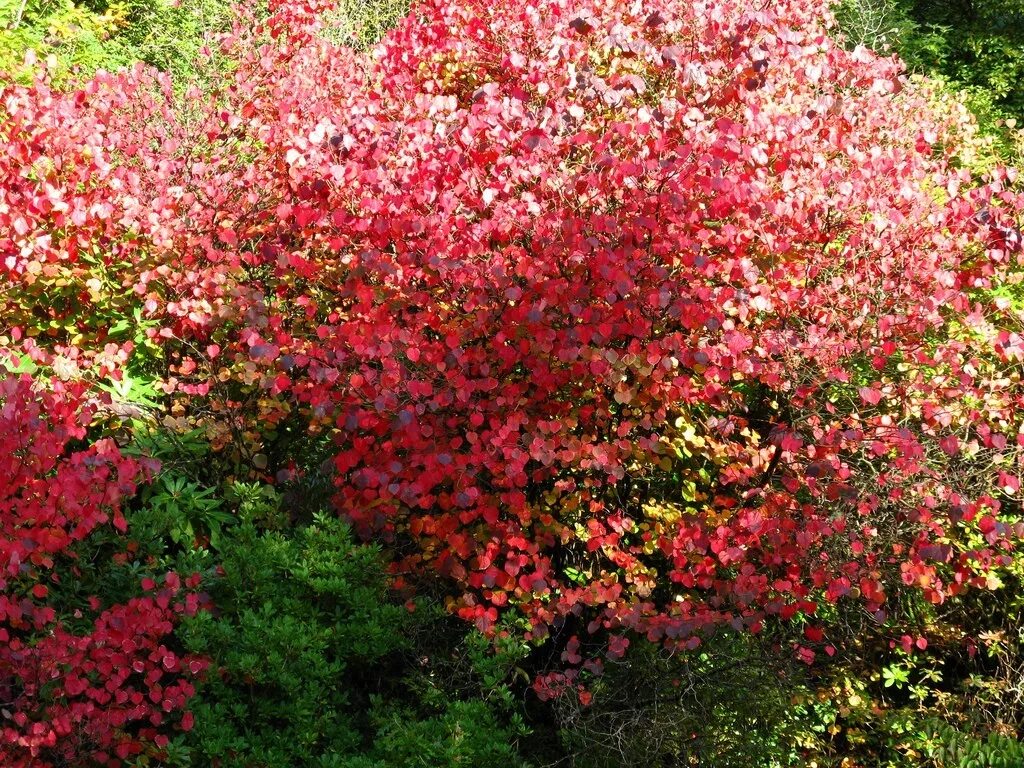 Багрянник японский описание. Багрянник японский. багряник японский cercidiphyllum japonicum. багряник японский в подмосковье. багрянник японский (cercidiphyllum japonicum) p9.