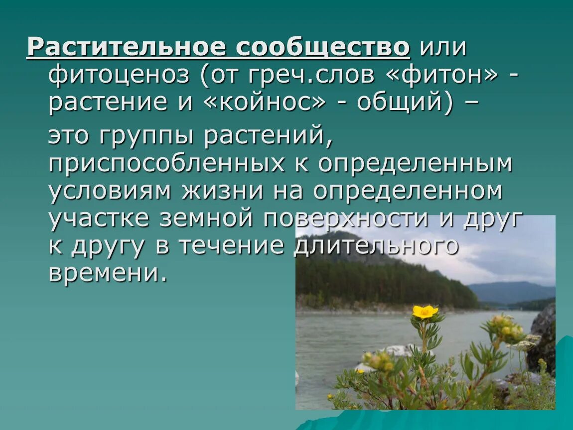 Растительные сообщества. Многообразие растительных сообществ. Растительные сообщества презентация. Презентация на тему растительные сообщества.