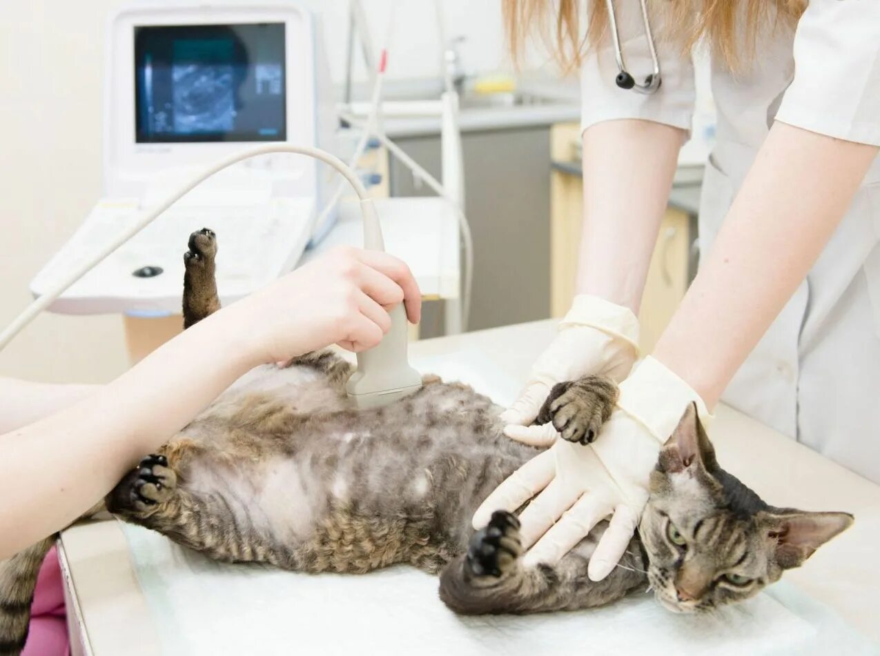 Как помочь рожающей кошке в домашних. Ультразвуковое исследование кошки. Кот в ветеринарной клинике.