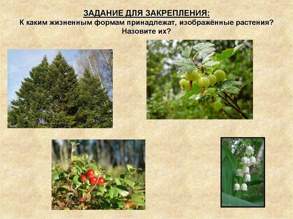 Основные жизненные формы деревья и кустарники