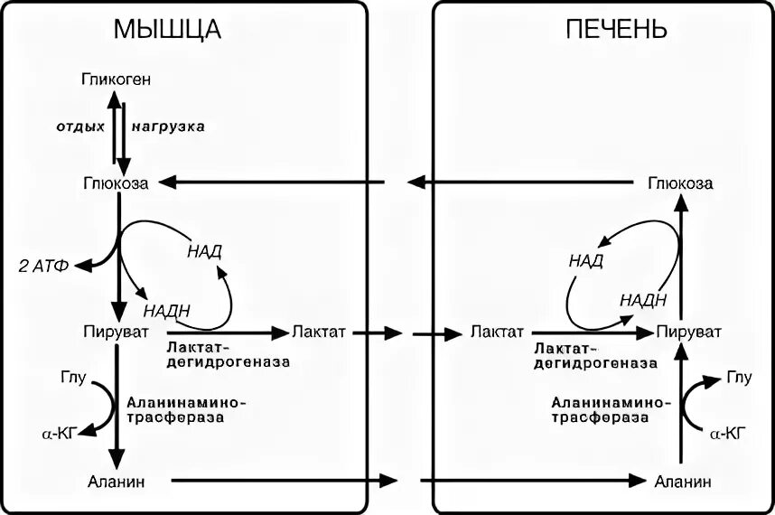 Как образуется лактат в мышцах. Молочная кислота цикл кори. глюкозоаланиновый цикл биохимия. схема цикла кори биохимия. глюкозо-лактатный цикл цикл кори реакции.
