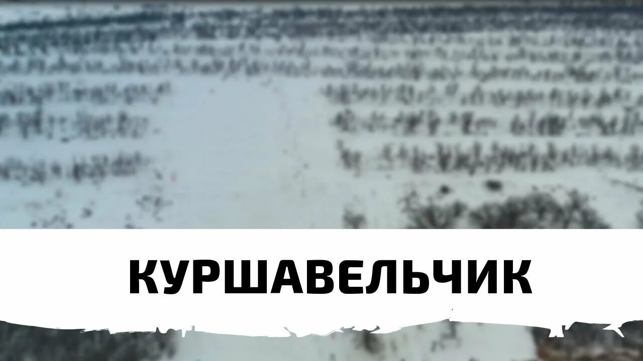 Куршавельчик волгоград. Куршавельчик Волгоград 2021. Куршавельчик отзывы.