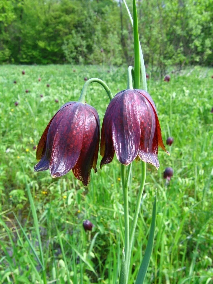 Рябчик шахматовидный (малый). Рябчик малый — Fritillaria meleagroides. Фритиллярия Рубра. Колокольчик рябчик. Колокольчик занесена в красную