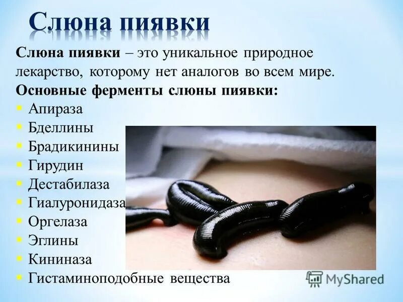 пиявки кольчатые черви. медицинская пиявка hirudo medicinalis. вещество выделяемое пиявкой при укусе. вещество выделяемое пиявкой при укусе. вещества препятствующие свертыванию крови у пиявок.