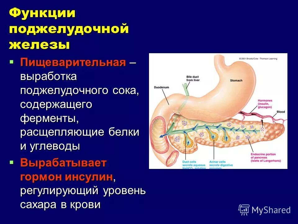 Ферменты переваривающие белки. Функции поджелудочной железы в пищеварительной системе. Поджелудочная железа. Расположение, особенности строения, функции.. Поджелудочная железа и кишечник выделительная функция. Функции поджелудочной железы в пищеварительной системе человека.