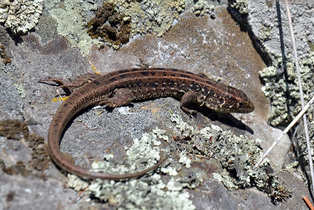 Авито ящерица. Прыткая ящерица Lacerta Agilis. Прыткая ящерица (Lacerta Agilis l.),. Ящерица прыткая (лат. Lacerta Agilis). 2. Ящерица прыткая - Lacerta Agilis.