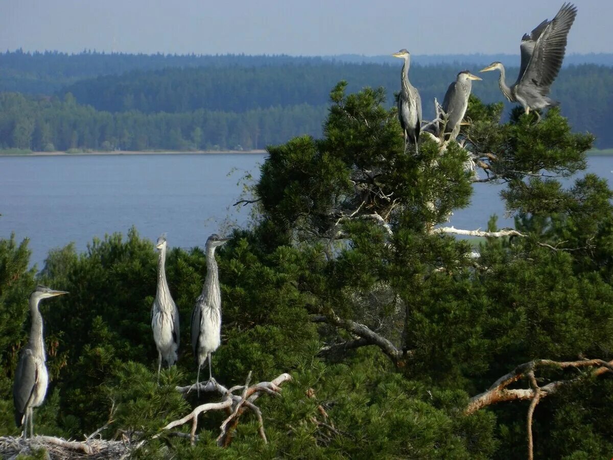 Озеро Селигер Городомля. Озеро Селигер остров Городомля. Остров Солнечный на Селигере. Зато Солнечный Селигер.