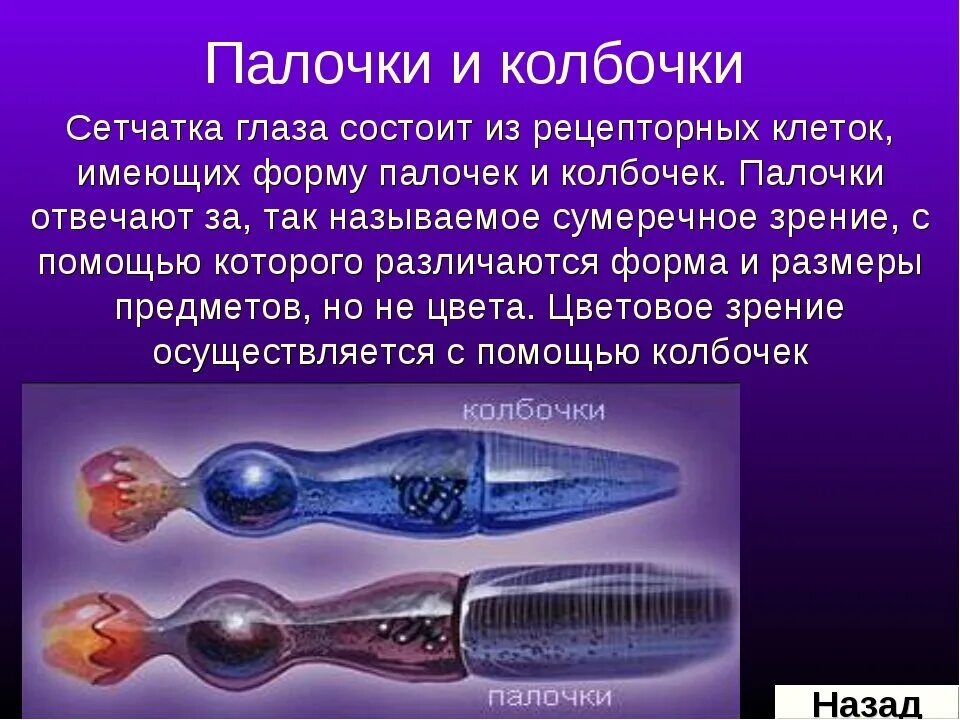 Колбочки глаза функции. Строение глаза колбочки и палочки. Сетчатка глаза строение палочки и колбочки функции. Колбочки и палочки глаза функции и строение. Палочки и колбочки сетчатки глаза функции.